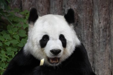 Şirin pofuduk mutlu panda