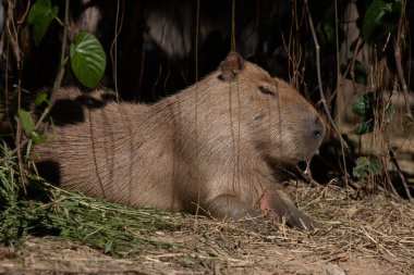 Şirin Capybara 'yı kapat 