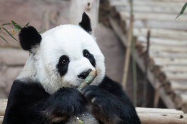 Portrait of a sweet Female Panda , Lin Hui