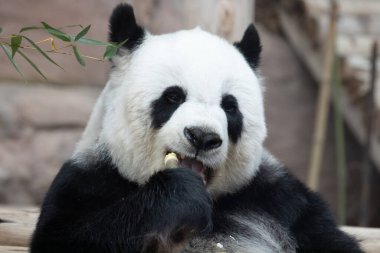Funny Pose of a female Giant Panda in Thailand , Lin Hui