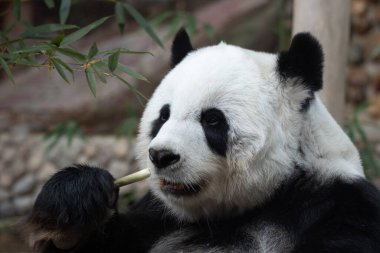 Funny Pose of a female Giant Panda in Thailand , Lin Hui