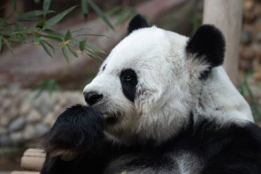 Funny Pose of a female Giant Panda in Thailand , Lin Hui