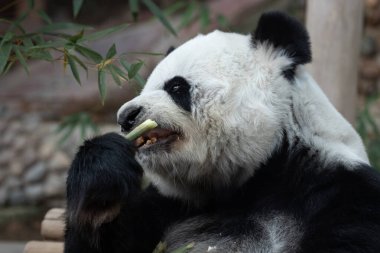 Funny Pose of a female Giant Panda in Thailand , Lin Hui