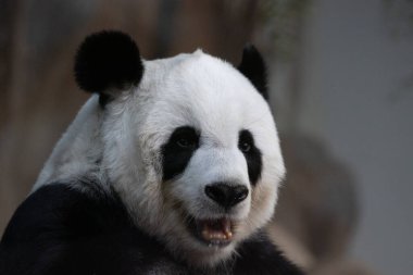 Fluffy Panda Portresi