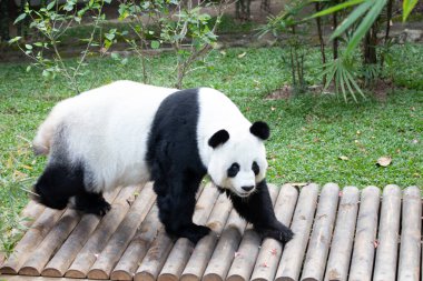 Tayland 'da şirin tüylü panda, Lin Hui