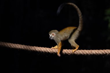 Yaygın Sincap Maymun Saimiri Sciureus 'u kapatın.