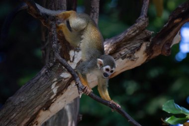 Yaygın Sincap Maymun Saimiri Sciureus 'u kapatın.