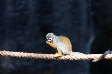 Yaygın Sincap Maymun Saimiri Sciureus 'u kapatın.