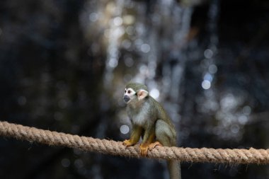 Yaygın Sincap Maymun Saimiri Sciureus 'u kapatın.