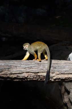 Yaygın Sincap Maymun Saimiri Sciureus 'u kapatın.