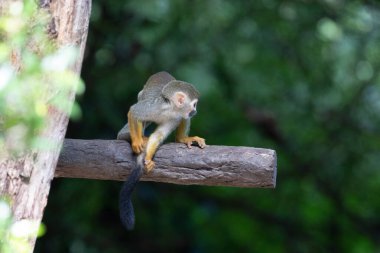 Yaygın Sincap Maymun Saimiri Sciureus 'u kapatın.