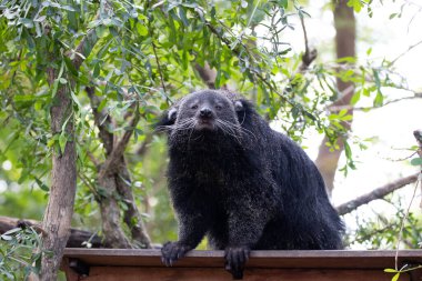 Şirin pofuduk Binturong, ayı kedi.