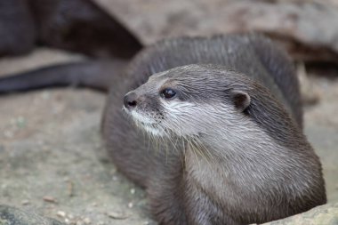 Küçük Pençeli Asyalı Susamurunu kapat