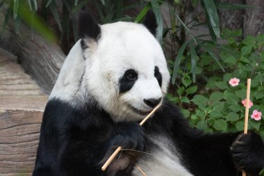 Tatlı tombul panda bambu yiyor. 