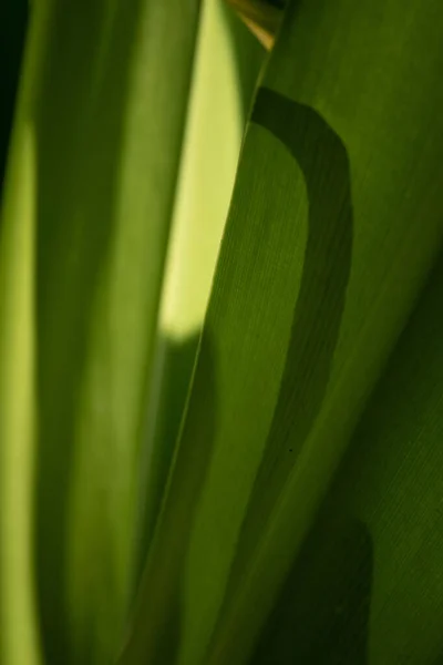 Schoonheid Van Natuur Kromme Van Verse Groene Bladeren Met Details — Stockfoto