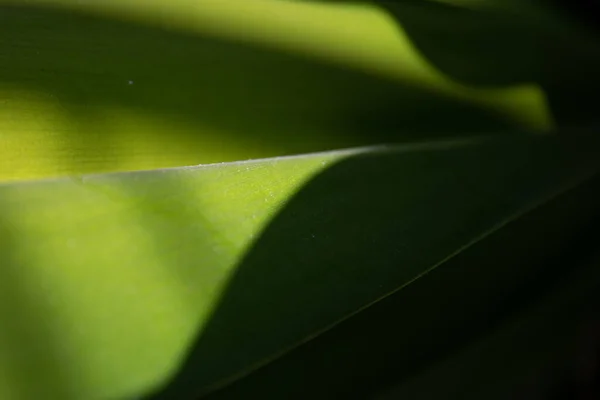 Beleza Natureza Curva Folha Verde Fresca Mostrando Detalhes Sobre Textura — Fotografia de Stock