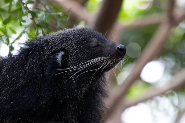 Şirin pofuduk Binturong, ayı kedi.