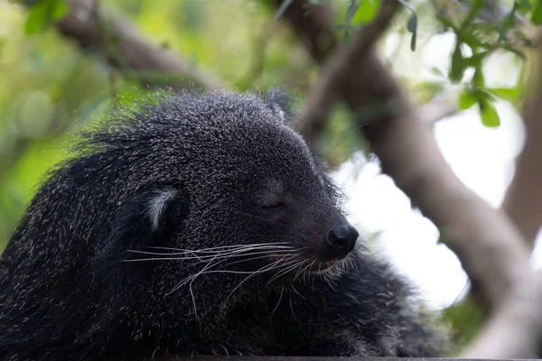 Şirin pofuduk Binturong, ayı kedi.