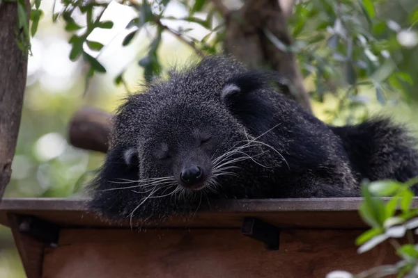 Şirin pofuduk Binturong, ayı kedi.
