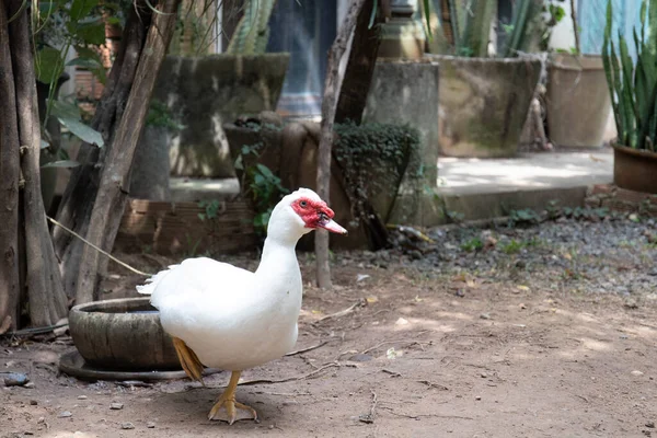 Zbliżenie Single White Muscovy Duck Zielonym Podwórku — Zdjęcie stockowe