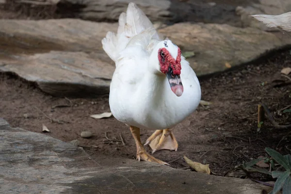 Närbild Single White Muscovy Duck Green Yard — Stockfoto