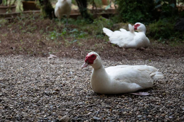 Primo Piano Single White Moscovy Duck Sul Cortile Verde — Foto Stock