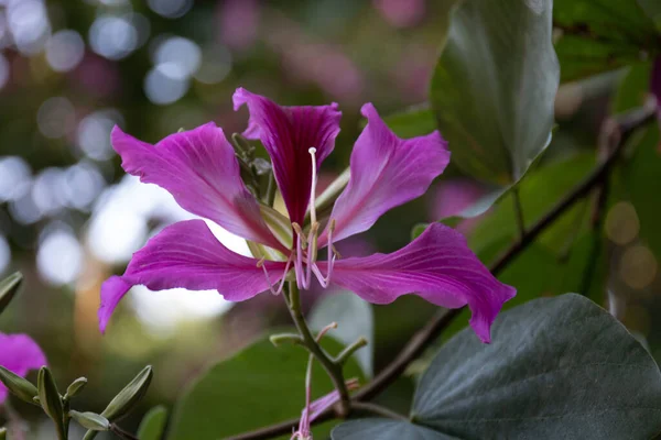 Close Krásná Kvetoucí Fialová Květina Bauhinia Hong Kong Orchidej Strom — Stock fotografie