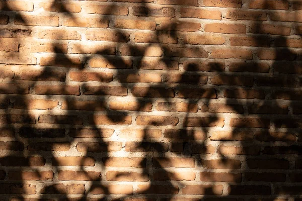 Σκιά Του Δέντρου Στον Ρουστίκ Τοίχο Από Κόκκινα Τούβλα — Φωτογραφία Αρχείου