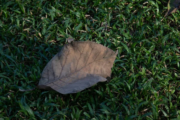 Feuille Brune Séchée Sur Herbe Verte — Photo