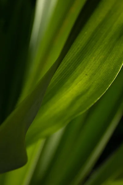 Schoonheid Van Natuur Kromme Van Verse Groene Bladeren Met Details — Stockfoto