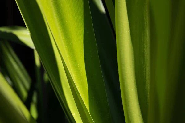 Beleza Natureza Curva Folha Verde Fresca Mostrando Detalhes Sobre Textura — Fotografia de Stock