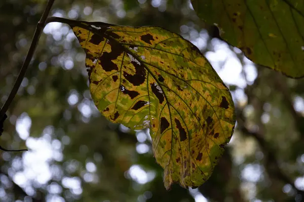 秋には木の葉が乾く — ストック写真