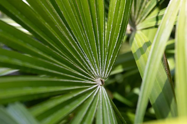 Beauty Nature Curve Fresh Green Palm Leaf Showing Detail Texture — Stockfoto