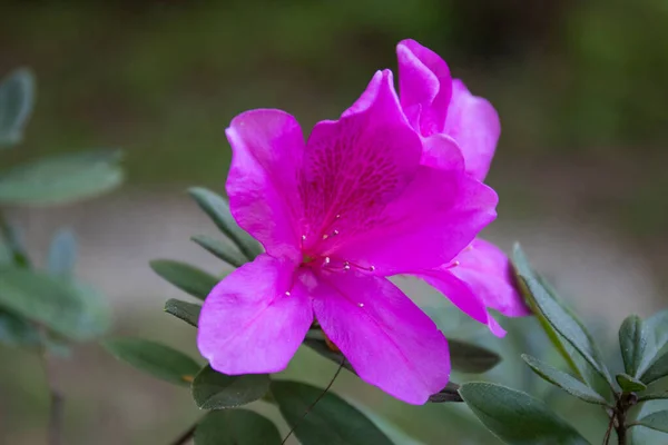 Close Kvetoucí Azalka Květiny Jaře — Stock fotografie