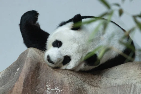 在岩石上睡觉的毛茸茸的熊猫 — 图库照片