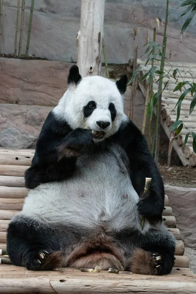 Sluiten Pluizig Panda Eten Bamboe Shoot — Stockfoto