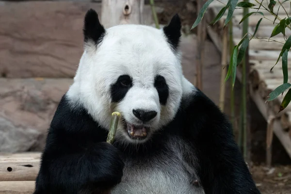 Detailní Záběr Fluffy Panda Jíst Bambus Střílet — Stock fotografie