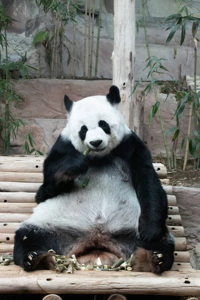 关闭毛茸茸的熊猫吃竹笋 — 图库照片