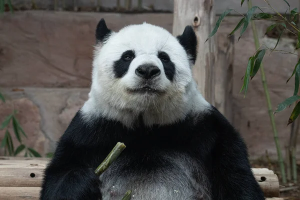 Detailní Záběr Roztomilý Nadýchaný Panda — Stock fotografie