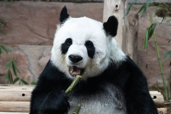 Flauschiger Panda Frisst Bambus Aus Nächster Nähe — Stockfoto