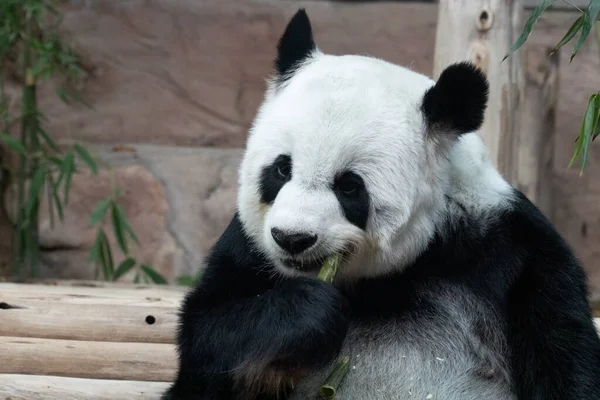Cerca Fluffy Panda Comer Brote Bambú — Foto de Stock