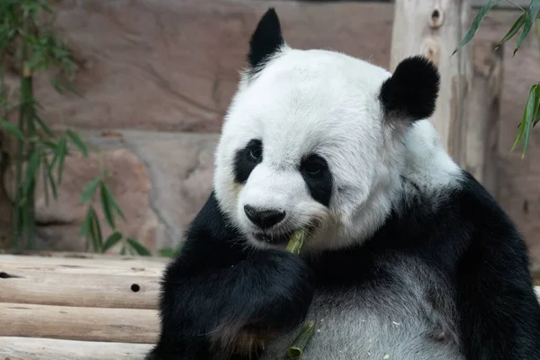 Detailní Záběr Fluffy Panda Jíst Bambus Střílet — Stock fotografie