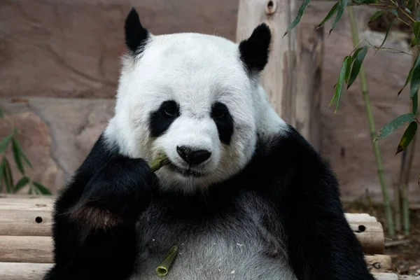 Cerca Fluffy Panda Comer Brote Bambú —  Fotos de Stock