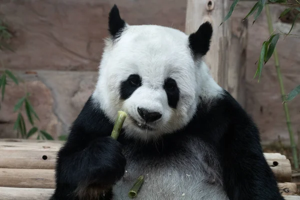 Fechar Fluffy Panda Comendo Broto Bambu — Fotografia de Stock