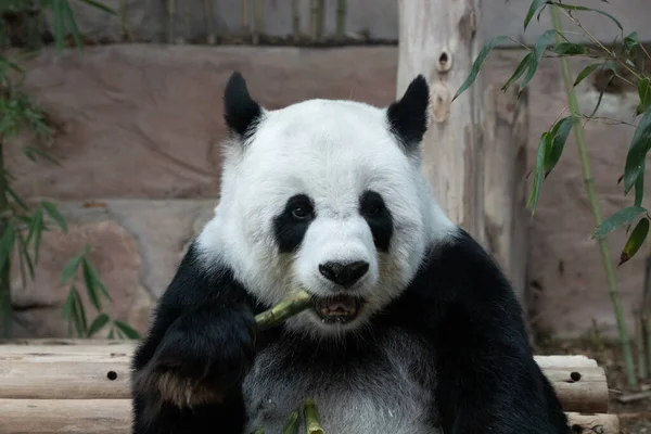 ふわふわのパンダを閉じる タケノコを食べる — ストック写真