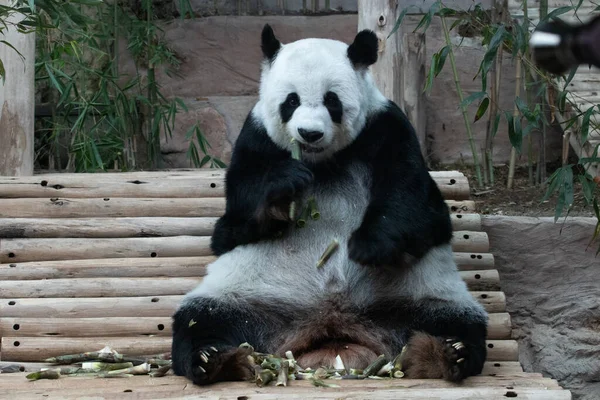 Detailní Záběr Fluffy Panda Jíst Bambus Střílet — Stock fotografie