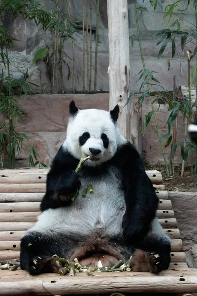 Zamknij Puszyste Panda Jedzenia Bambusa Sesji — Zdjęcie stockowe