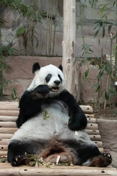 Gros Plan Panda Moelleux Mangeant Des Pousses Bambou — Photo