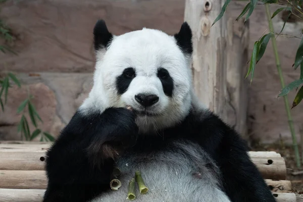 Close Perfil Panda Comer Broto Bambu — Fotografia de Stock