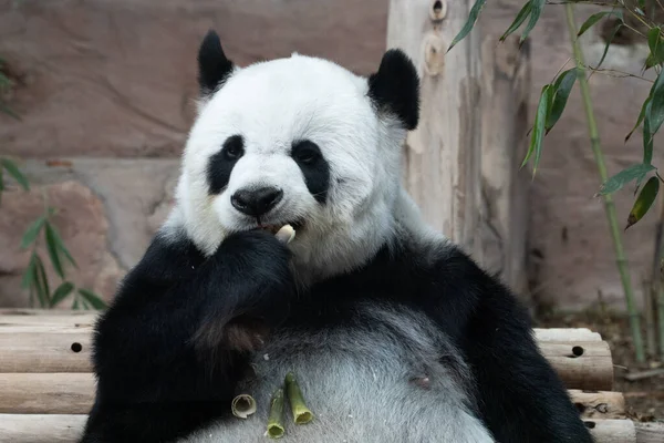 Close Panda Profil Jíst Bambus Střílet — Stock fotografie